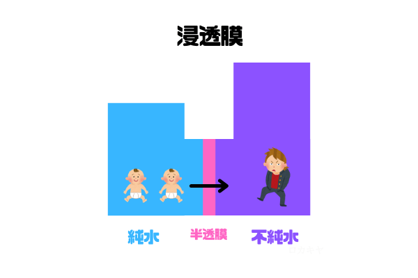 浸透膜